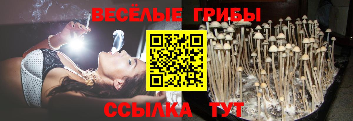 Галлюциногенные грибы Psilocybine cubensis  Кандалакша  наркота  Галлюциногенные грибы Cubensis 